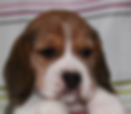 Sammy_edited.JPG