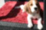 Lucie April  2015 001.JPG