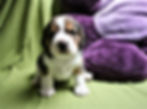Geoffrey