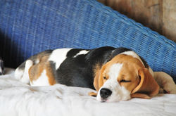 Beagles 2015 560.JPG