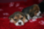 IMG_9279_edited.JPG