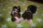 Emmely und Enya (2).JPG