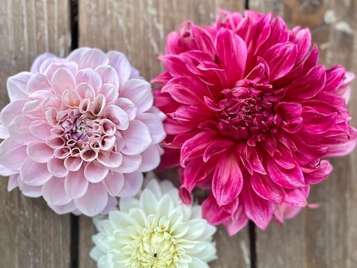 My Favorite Dahlias