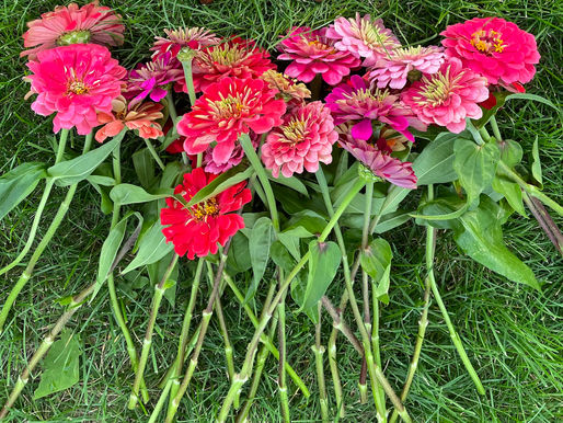 Where to Buy Flower and Vegetable Seeds