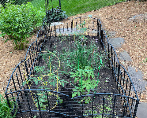 Small Vegetable Garden: Season Two