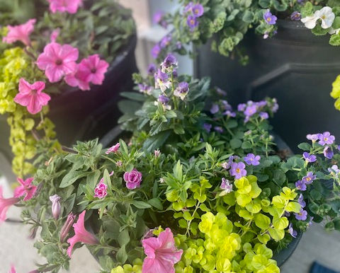 Container Gardens