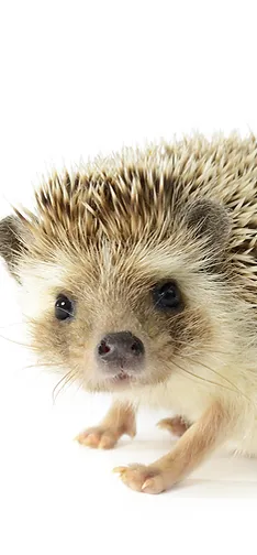 Kuddle Babies Scottish Fold And Hedgehog Breeder South Carolina