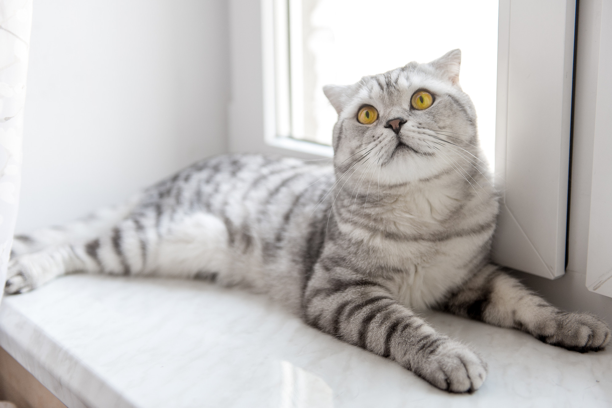 Available Scottish Fold Kittens Kuddle Babies South Carolina