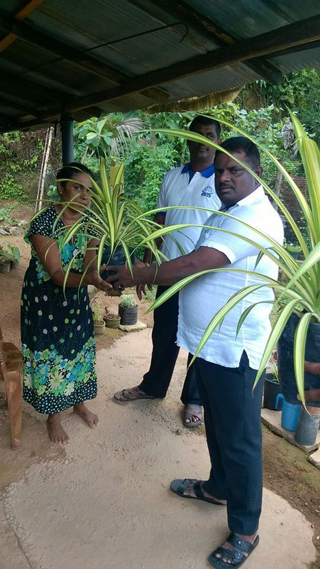ස්වයන් රැකියාවන් කරගැනීම සදහා තවත් එක් දිරිය මවකට විසිතුරු මල් වගා කිරීමේ ස්වයන් රැකියාවක් සදහා අත්ව