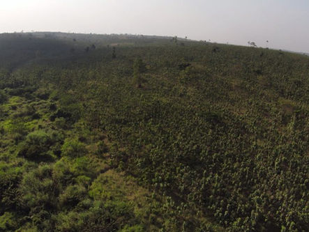 How insurance innovation could unblock billions for nature-based climate solutions