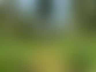 Carbon Credit Certification