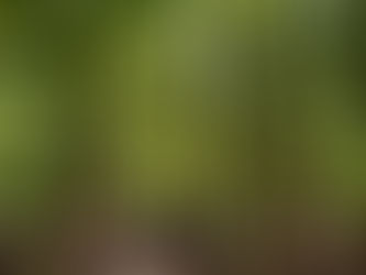 High-integrity offsets key to restoring confidence to carbon market