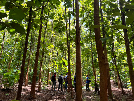 High-integrity offsets key to restoring confidence to carbon market