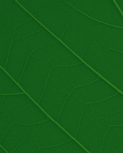 Teak leaf background 2_r1_c1_processed_by_imagy.png