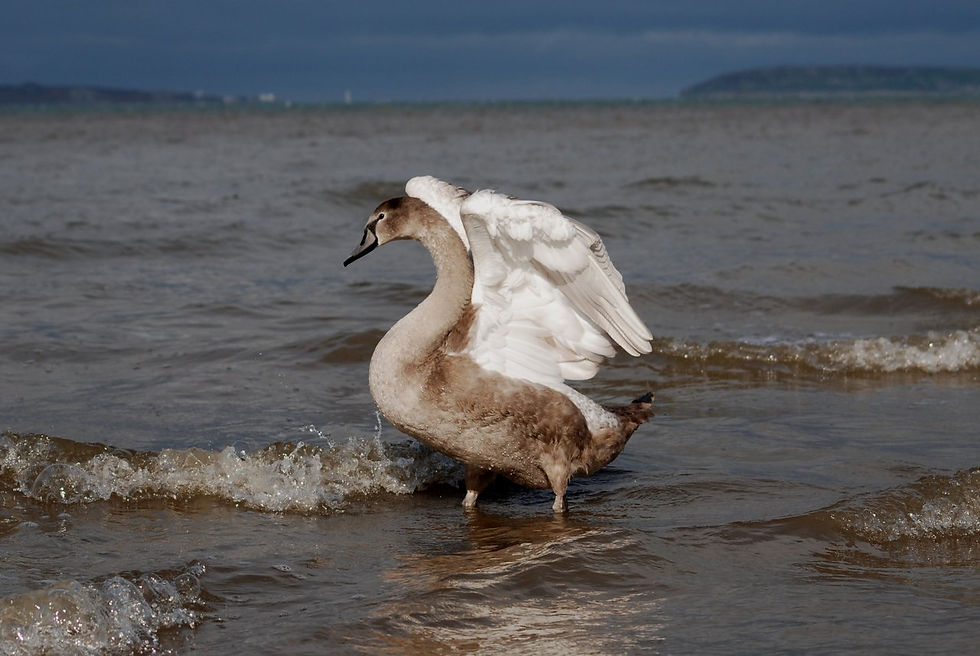 Copyright J A Chaloner