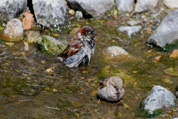 CopyrightJaneAnneChaloner