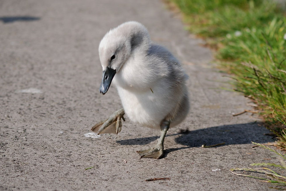 Copyright J A Chaloner