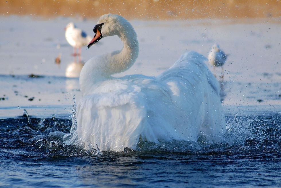 Copyright J A Chaloner