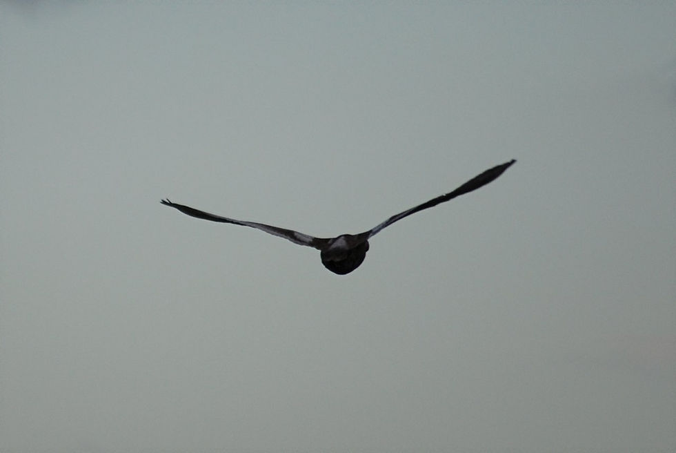 Copyright J A Chaloner