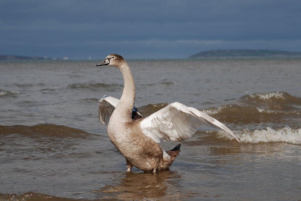 Copyright J A Chaloner