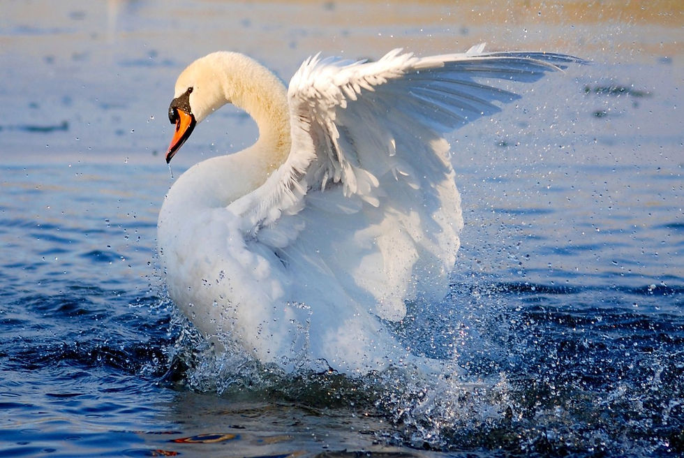 Copyright J A Chaloner