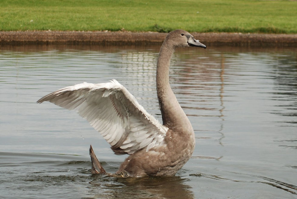 Copyright J A Chaloner