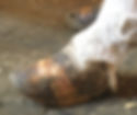 Clinical Laminitis in horse hooves