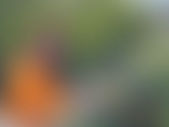 大薮みかん 収穫ボランティアへ🍊