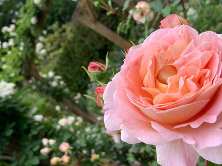 深山公園のイギリス庭園のバラが花盛りです😊