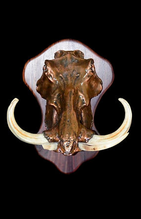 WARTHOG BRASS PLATED SKULL MNT.JPG