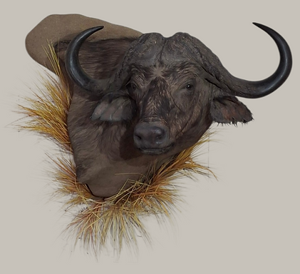 BUFFALO WBASE PENNIC2.png
