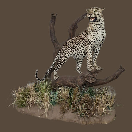 LEOPARD UGENDAR (2).jpg