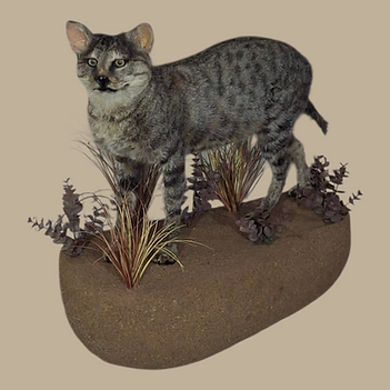 AFRICAN WILDCAT STEFF.png