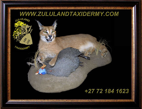 CARACAL copy copy.jpg