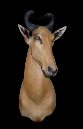 LICHTENSTEIN HARTBEEST 2.JPG