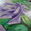 Thumbnail: Purple  Roses
