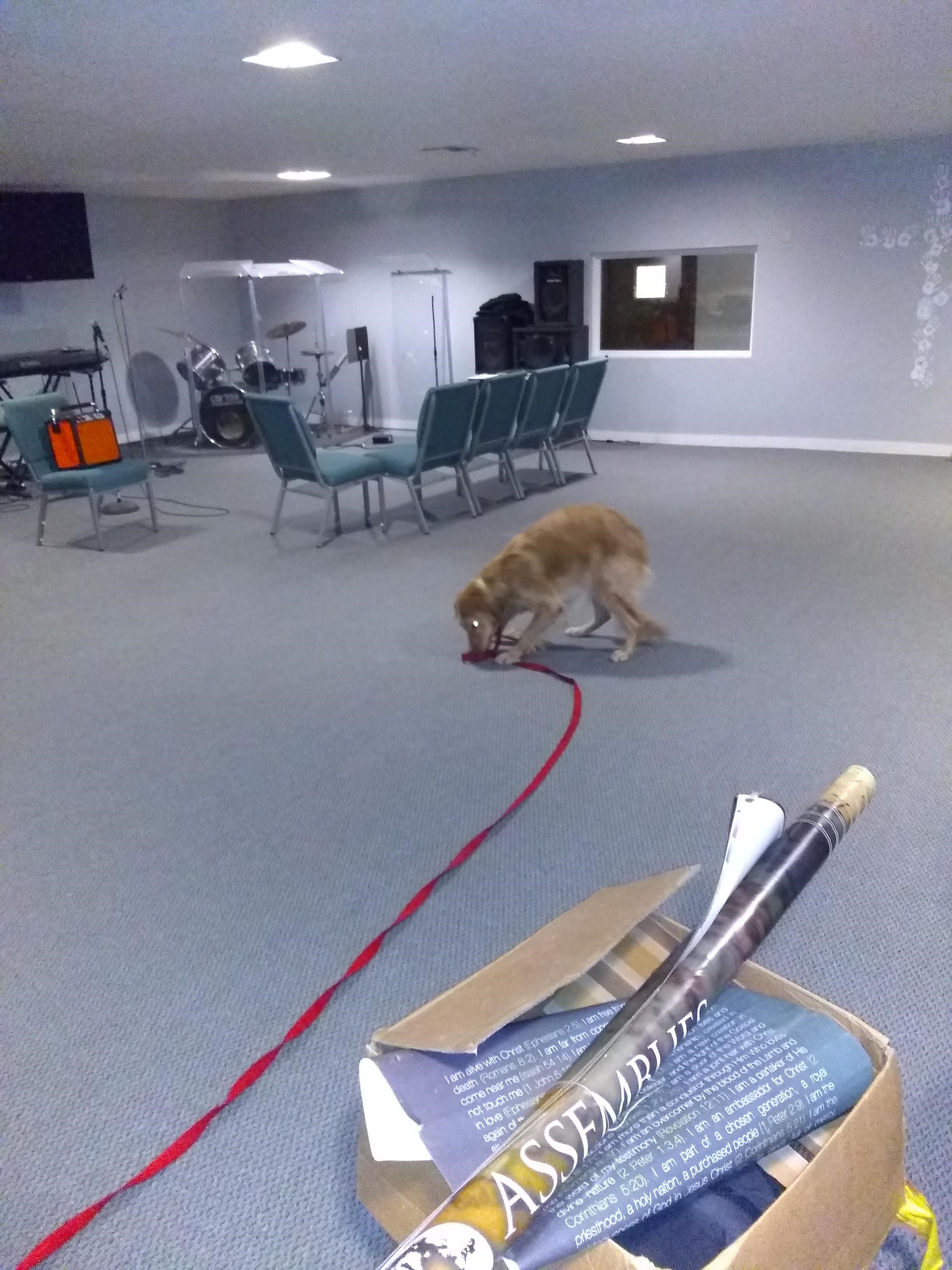 dog2