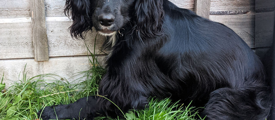 Controlling, Obsessive and Neurotic Spaniel. Our journey to calmness [6]