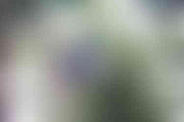 lémurien de madagascar, l'indri indri par GERP