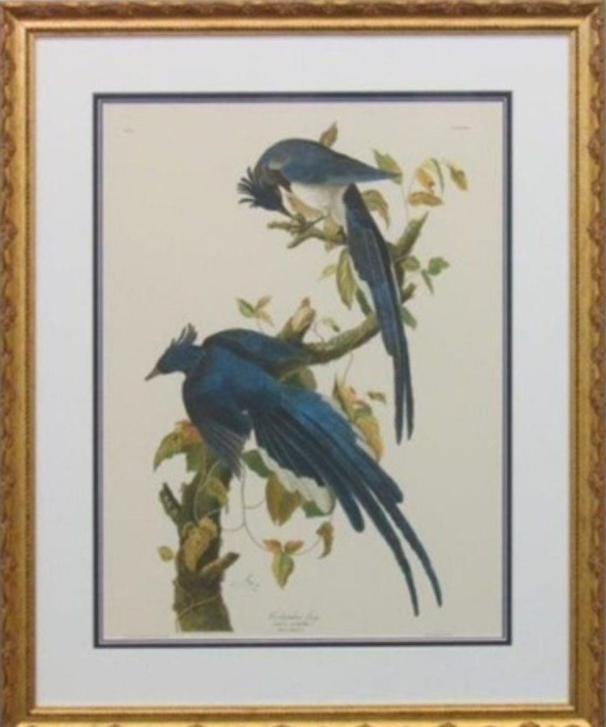 John J Audubon “Columbia Jay”
