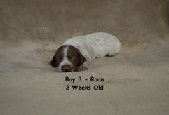 Boy 3-2 week (3).jpg