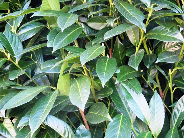Laurel