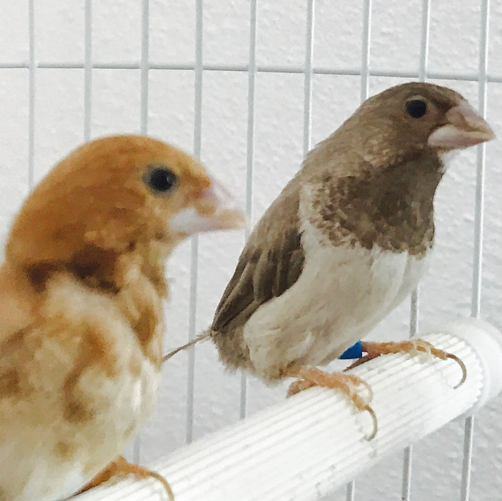Birds at Mellon Fine Art Studio
