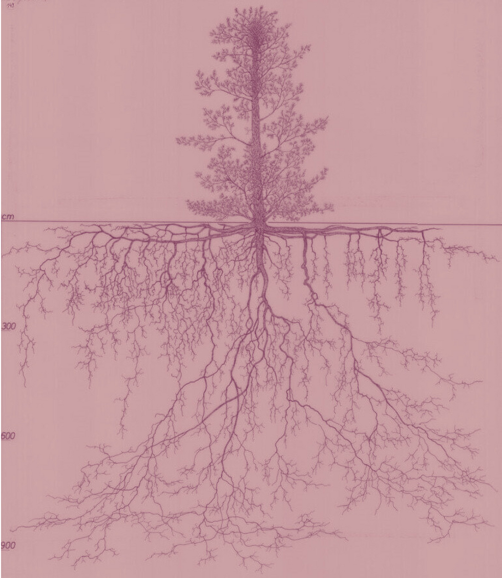 Arbre au fusain avec ses racines