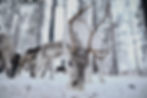 Reindeer _edited_edited.jpg