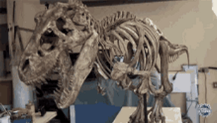 tiranossauro-dinosaur.gif
