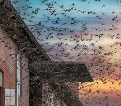 The Bats