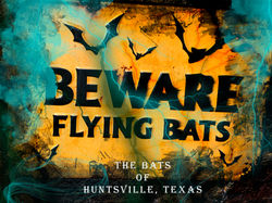 Bats of Huntsville, Texas