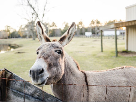 Our Resident Lonely Jackass