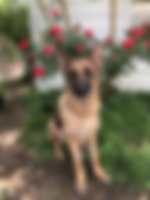 Fossa